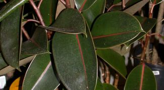 Картинка по теме - как заплести фикус