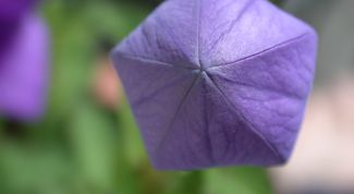 Картинка по теме - как начертить пятиугольник при помощи циркуля