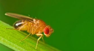 Картинка по теме - как избавиться от мушек-дрозофил