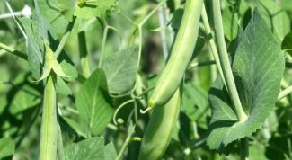 Картинка по теме - как прорастить горох