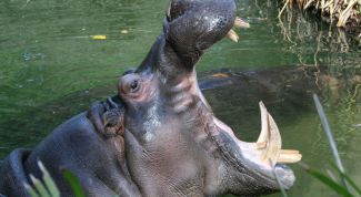 Картинка по теме - как рисовать бегемота