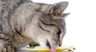 Картинка по теме - как приучить кота к домашней еде