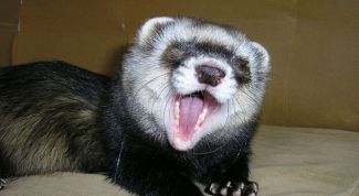 Картинка по теме - как приучить хорька к рукам