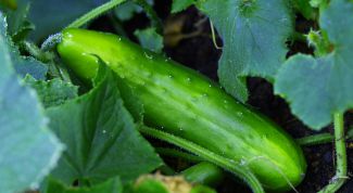 Картинка по теме - как вырастить огурцы на балконе