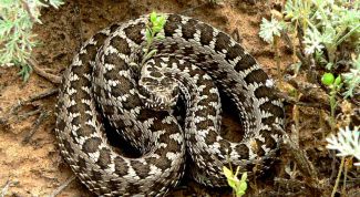 Картинка по теме - как отпугивать змей