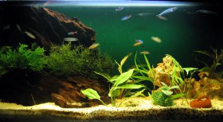 Картинка по теме - как определить жесткость воды в аквариуме