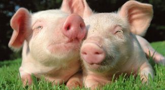 Картинка по теме - как определить свиной грипп