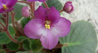 Картинка по теме - как вырастить фиалку из листа