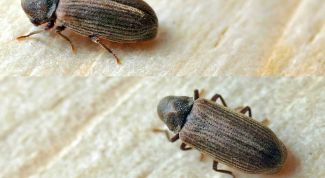 Картинка по теме - как избавиться от шашеля-древоточца