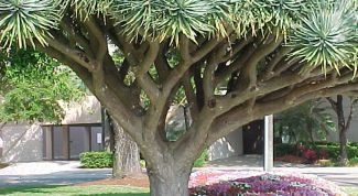 Картинка по теме - как сформировать драцену