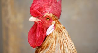 Картинка по теме - как разводить петухов