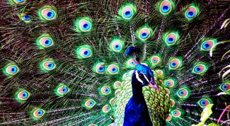 Картинка по теме - как рисовать павлина