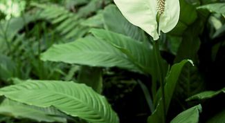 Картинка по теме - как заставить спатифиллум цвести