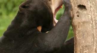 Картинка по теме - как спастись от зверей