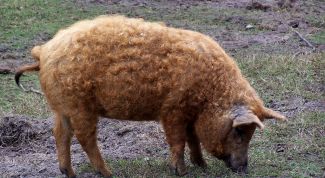 Картинка по теме - как построить мини-свиноферму