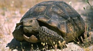 Картинка по теме - как подготовить черепаху к спячке