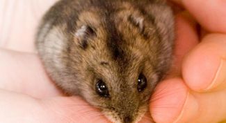 Картинка по теме - как кормить с пальца