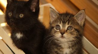 Картинка по теме - как назвать питомник кошек