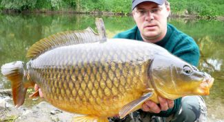 Картинка по теме - как приготовить прикормку для карпа