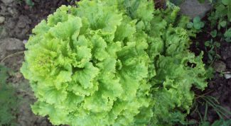 Картинка по теме - как приготовить зеленый салат