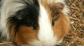 Картинка по теме - как определить возраст морской свинки