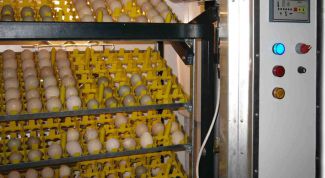 Картинка по теме - как вывести цыплят в инкубаторе