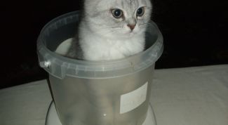 Картинка по теме - как взвесить кота