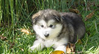 Картинка по теме - как узнать возраст щенка