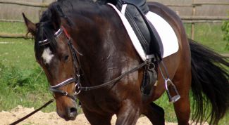 Картинка по теме - как выбрать седло