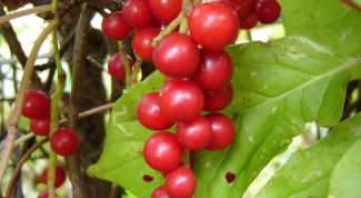 Картинка по теме - как вырастить лимонник