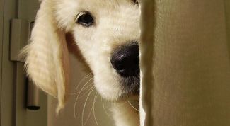 Картинка по теме - как определить вес щенка