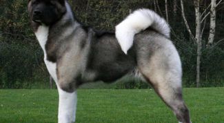 Картинка по теме - как узнать размер собаки