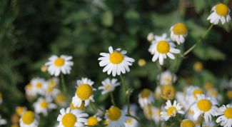 Картинка по теме - как приготовить настой ромашки