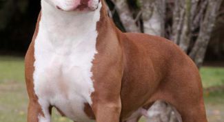 Картинка по теме - как назвать питбуля