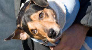 Картинка по теме - как сшить переноску для собак