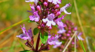 Картинка по теме - как вырастить тимьян