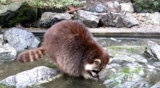 Картинка по теме - как содержать енота