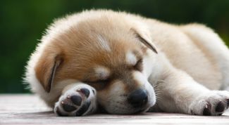 Картинка по теме - как приучить щенка оставаться дома