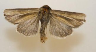 Картинка по теме - как избавиться от моли в крупах