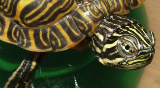 Картинка по теме - как обустроить аквариум для черепахи