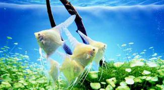 Картинка по теме - как охладить воду в аквариуме