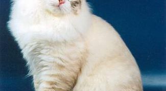 Картинка по теме - как определить температуру у кошек