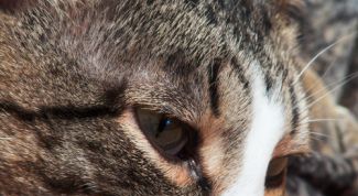 Картинка по теме - как лечить насморк у кота