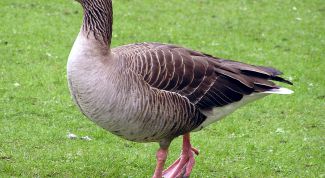 Картинка по теме - как рисовать гуся