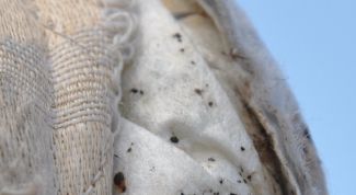 Картинка по теме - как избавиться от клопов