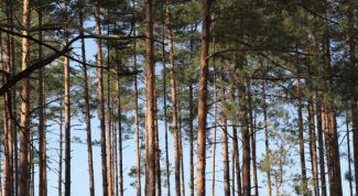 Картинка по теме - как взять в аренду лес