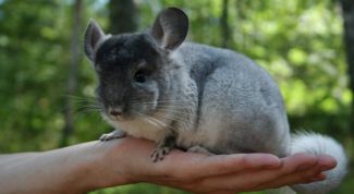 Картинка по теме - как выбирать шиншиллу