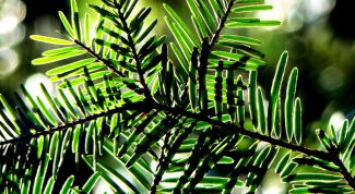 Картинка по теме - как приготовить пихтовое масло