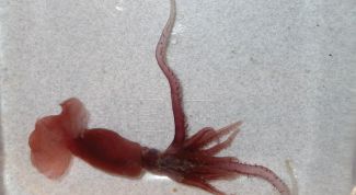 Картинка по теме - как ловить кальмара