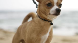 Картинка по теме - как приучить чихуа-хуа